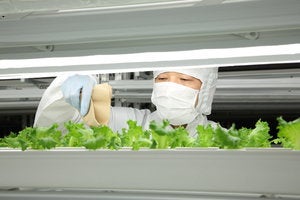 lettuce