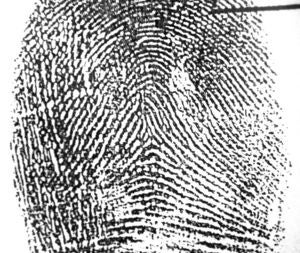 tented arch in a left index fingerprint